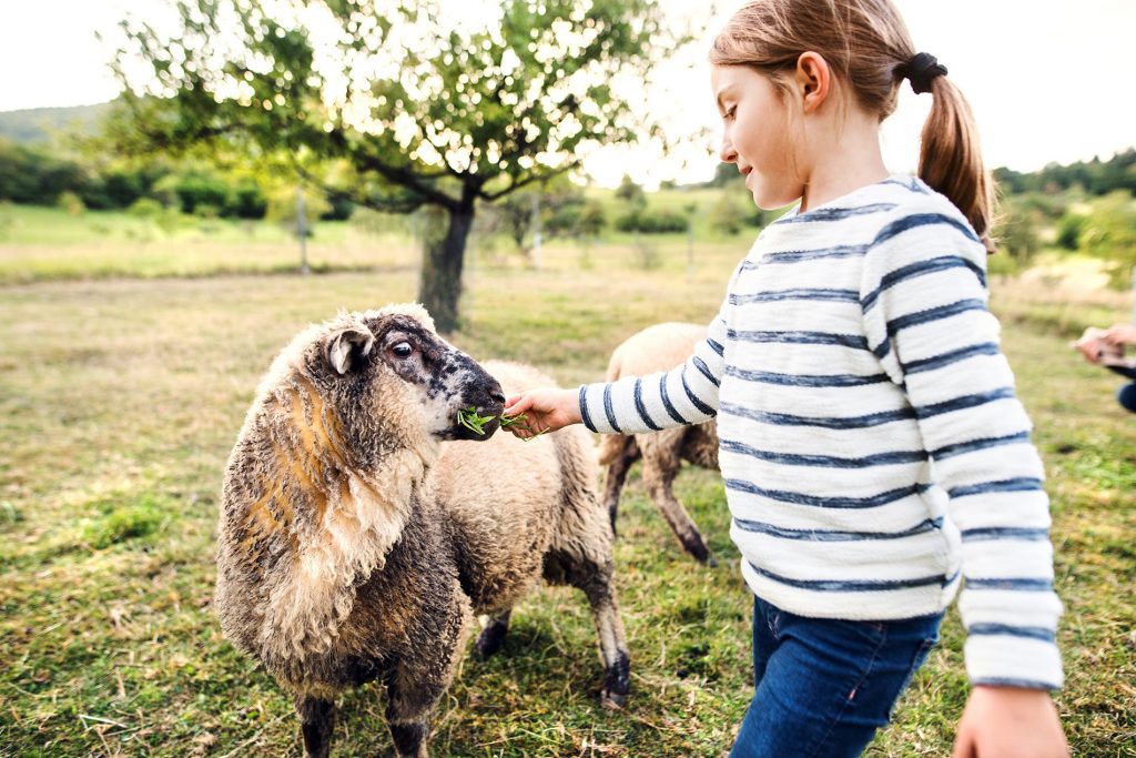 A small girl feeding sheep on the farm.